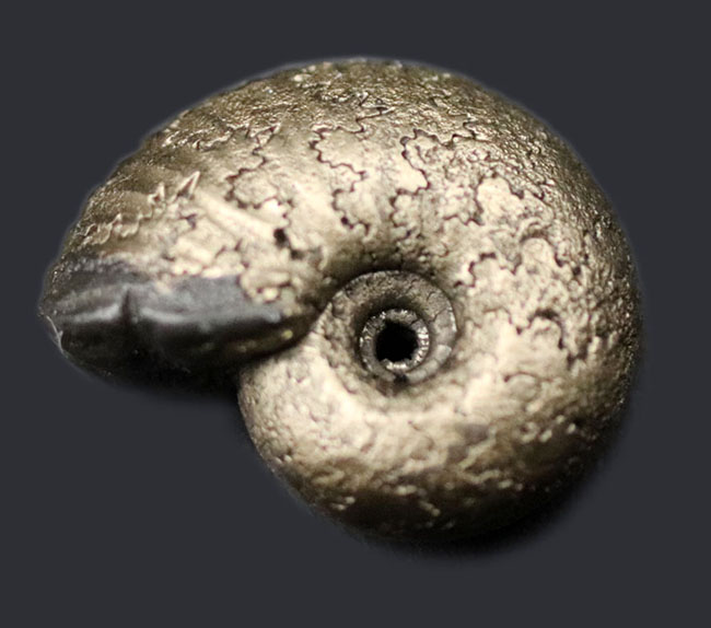 小さいながら欠けたところがない上質品、パイライト化（黄鉄鉱化）した、ジュラ紀フランス産アンモナイト（Ammonite）（その1）