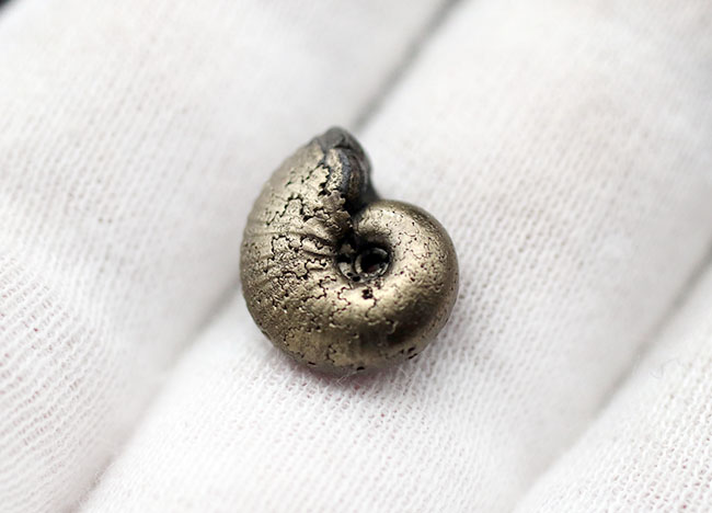 小さいながら欠けたところがない上質品、パイライト化（黄鉄鉱化）した、ジュラ紀フランス産アンモナイト（Ammonite）（その2）