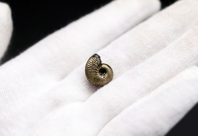小さいながら欠けたところがない上質品、パイライト化（黄鉄鉱化）した、ジュラ紀フランス産アンモナイト（Ammonite）（その3）