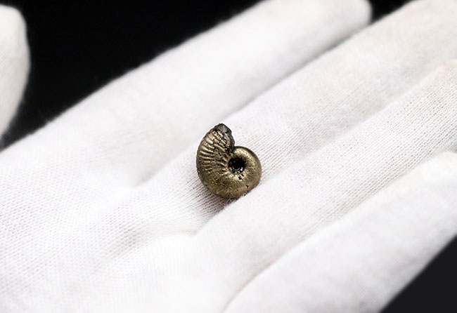 小さいながら欠けたところがない上質品、パイライト化(黄鉄鉱化)した、ジュラ紀フランス産アンモナイト(Ammonite)(その3)