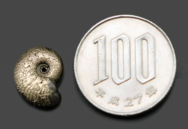 小さいながら欠けたところがない上質品、パイライト化（黄鉄鉱化）した、ジュラ紀フランス産アンモナイト（Ammonite）（その5）