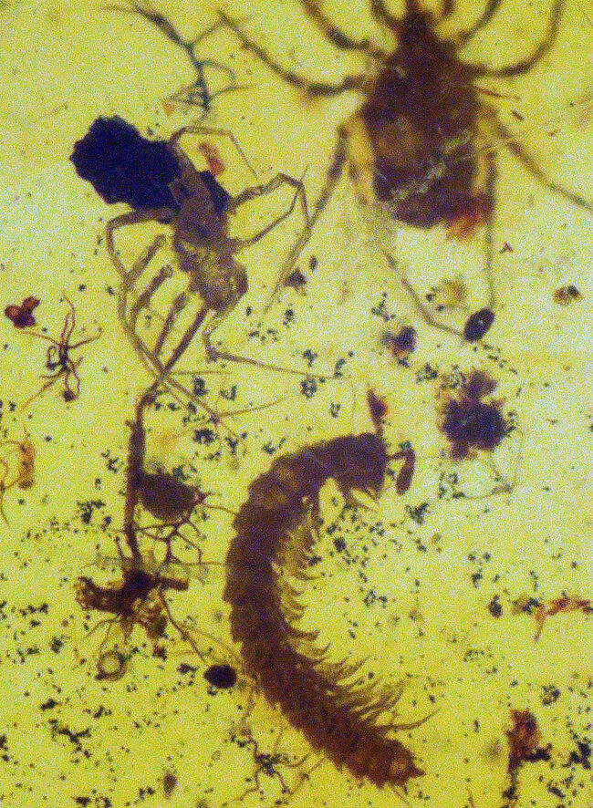 恐竜時代の琥珀!昆虫、クモ類、ヤスデなどの節足動物、植物片などが同時に見られる希少なバーマイト(Burmite)(その1)