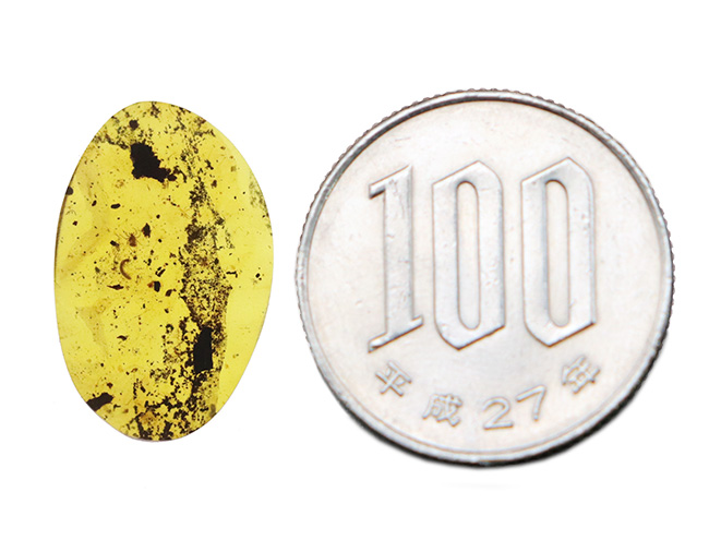 恐竜時代の琥珀!昆虫、クモ類、ヤスデなどの節足動物、植物片などが同時に見られる希少なバーマイト(Burmite)(その10)