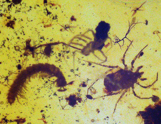 恐竜時代の琥珀!昆虫、クモ類、ヤスデなどの節足動物、植物片などが同時に見られる希少なバーマイト(Burmite)(その3)