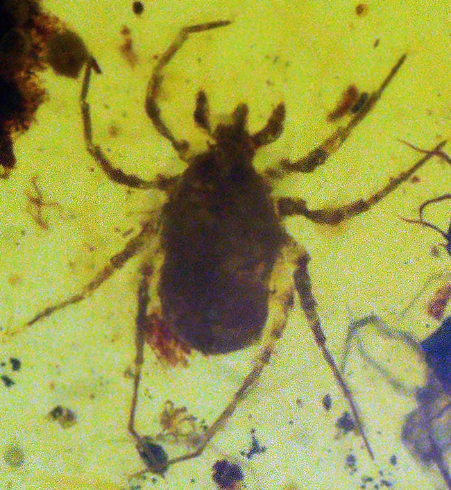 恐竜時代の琥珀!昆虫、クモ類、ヤスデなどの節足動物、植物片などが同時に見られる希少なバーマイト(Burmite)(その4)