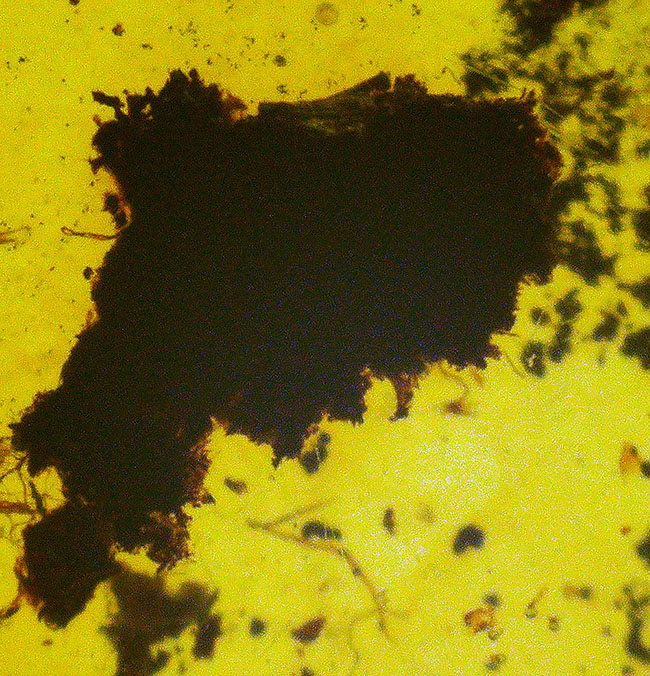 恐竜時代の琥珀!昆虫、クモ類、ヤスデなどの節足動物、植物片などが同時に見られる希少なバーマイト(Burmite)(その5)