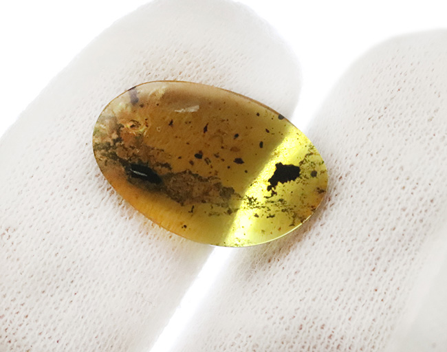 恐竜時代の琥珀!昆虫、クモ類、ヤスデなどの節足動物、植物片などが同時に見られる希少なバーマイト(Burmite)(その6)