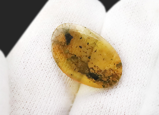 恐竜時代の琥珀!昆虫、クモ類、ヤスデなどの節足動物、植物片などが同時に見られる希少なバーマイト(Burmite)(その7)