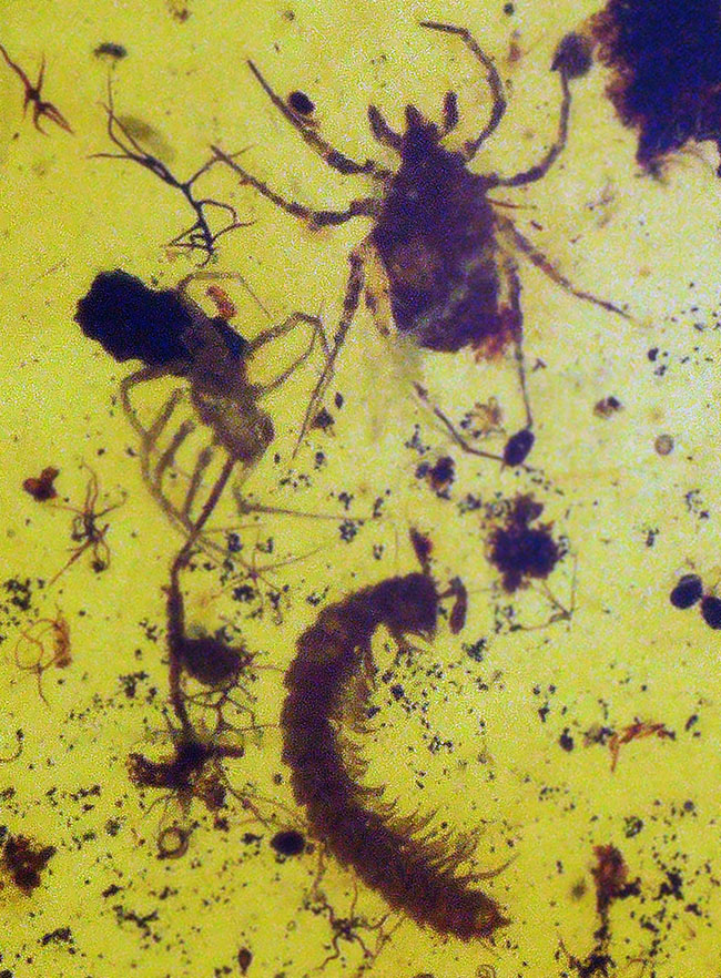 恐竜時代の琥珀!昆虫、クモ類、ヤスデなどの節足動物、植物片などが同時に見られる希少なバーマイト(Burmite)(その8)