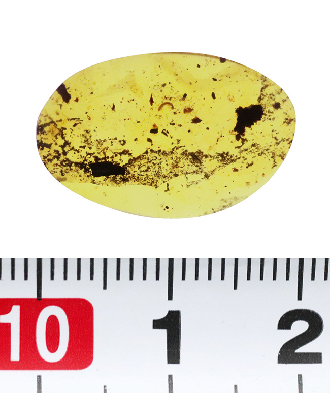 恐竜時代の琥珀!昆虫、クモ類、ヤスデなどの節足動物、植物片などが同時に見られる希少なバーマイト(Burmite)(その9)