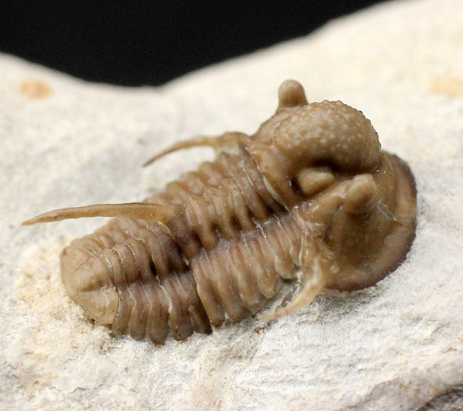 ベリーベリーレア!米国オクラホマ州ハラガン層から採集された希少な三葉虫キファスピス・キャロリ(Cyphaspis carrolli)の化石。あのボブ・キャロル氏が最初に記載した種。(その1)