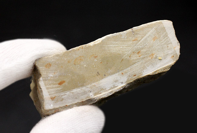 ベリーベリーレア!米国オクラホマ州ハラガン層から採集された希少な三葉虫キファスピス・キャロリ(Cyphaspis carrolli)の化石。あのボブ・キャロル氏が最初に記載した種。(その10)