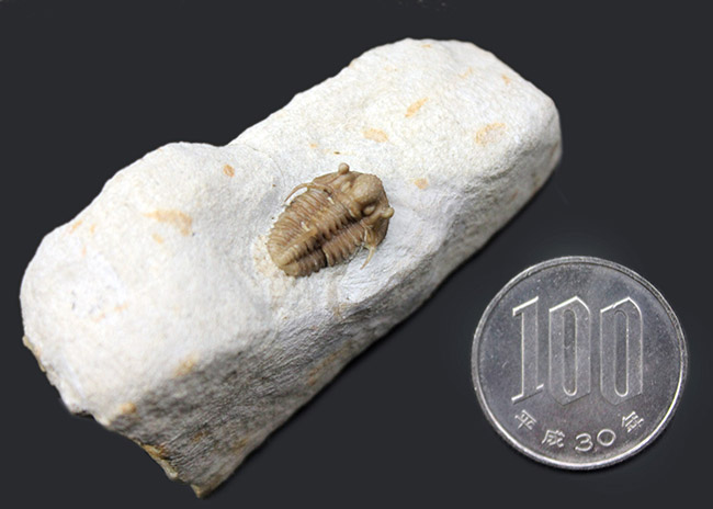 ベリーベリーレア！米国オクラホマ州ハラガン層から採集された希少な三葉虫キファスピス・キャロリ（Cyphaspis carrolli）の化石。あのボブ・キャロル氏が最初に記載した種。（その11）