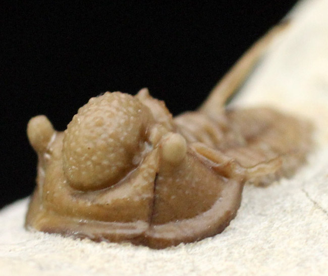 ベリーベリーレア!米国オクラホマ州ハラガン層から採集された希少な三葉虫キファスピス・キャロリ(Cyphaspis carrolli)の化石。あのボブ・キャロル氏が最初に記載した種。(その2)