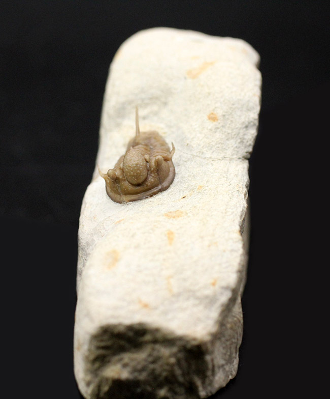 ベリーベリーレア！米国オクラホマ州ハラガン層から採集された希少な三葉虫キファスピス・キャロリ（Cyphaspis carrolli）の化石。あのボブ・キャロル氏が最初に記載した種。（その3）