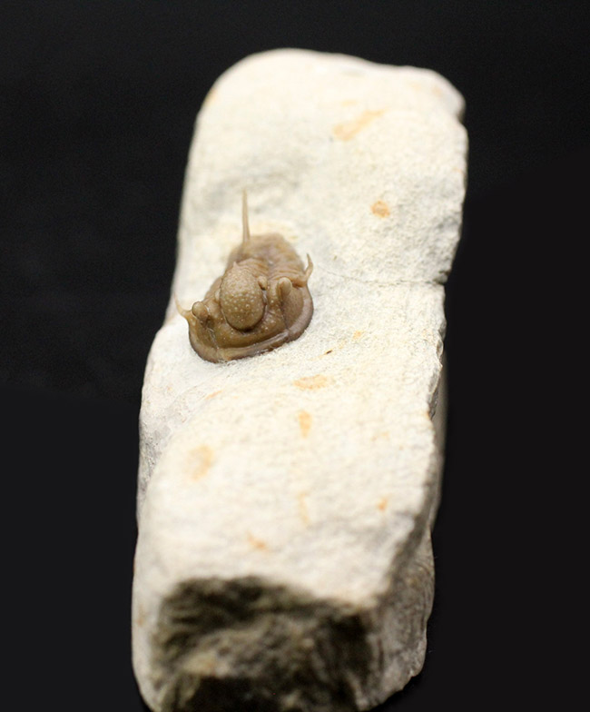 ベリーベリーレア!米国オクラホマ州ハラガン層から採集された希少な三葉虫キファスピス・キャロリ(Cyphaspis carrolli)の化石。あのボブ・キャロル氏が最初に記載した種。(その3)