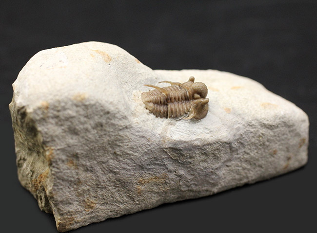 ベリーベリーレア！米国オクラホマ州ハラガン層から採集された希少な三葉虫キファスピス・キャロリ（Cyphaspis carrolli）の化石。あのボブ・キャロル氏が最初に記載した種。（その4）