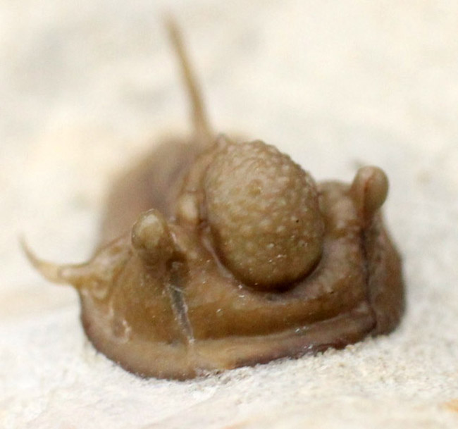 ベリーベリーレア!米国オクラホマ州ハラガン層から採集された希少な三葉虫キファスピス・キャロリ(Cyphaspis carrolli)の化石。あのボブ・キャロル氏が最初に記載した種。(その5)