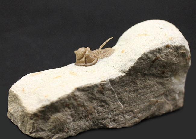 ベリーベリーレア！米国オクラホマ州ハラガン層から採集された希少な三葉虫キファスピス・キャロリ（Cyphaspis carrolli）の化石。あのボブ・キャロル氏が最初に記載した種。（その6）