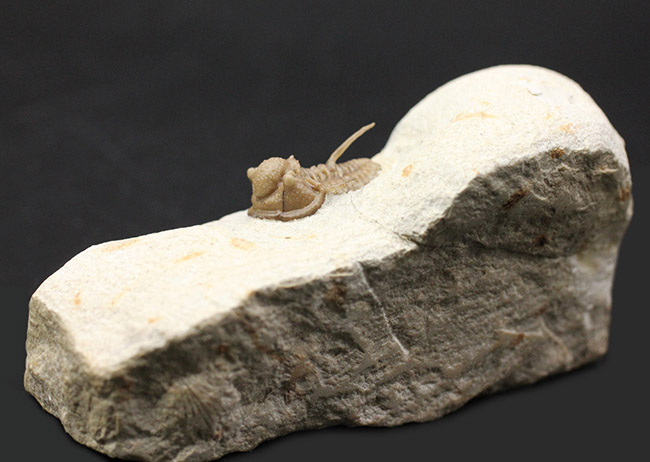ベリーベリーレア!米国オクラホマ州ハラガン層から採集された希少な三葉虫キファスピス・キャロリ(Cyphaspis carrolli)の化石。あのボブ・キャロル氏が最初に記載した種。(その6)