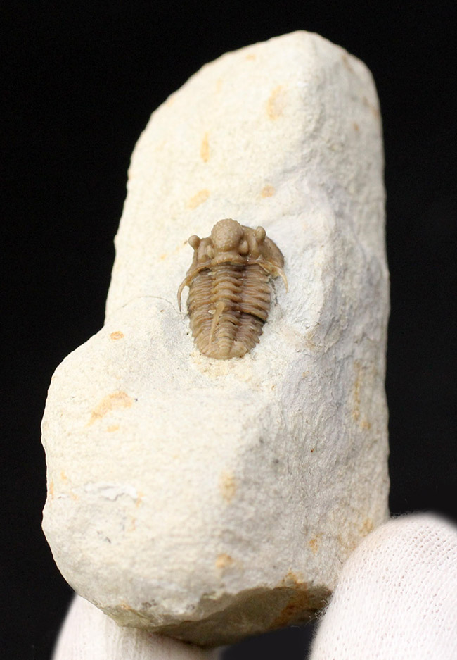ベリーベリーレア！米国オクラホマ州ハラガン層から採集された希少な三葉虫キファスピス・キャロリ（Cyphaspis carrolli）の化石。あのボブ・キャロル氏が最初に記載した種。（その7）