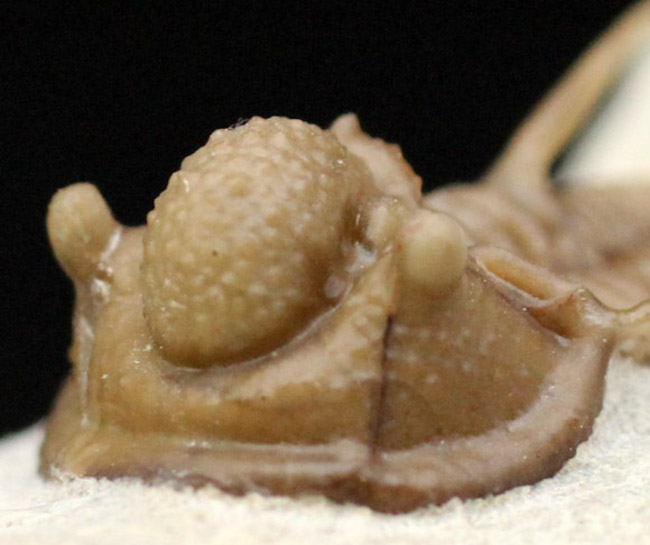 ベリーベリーレア!米国オクラホマ州ハラガン層から採集された希少な三葉虫キファスピス・キャロリ(Cyphaspis carrolli)の化石。あのボブ・キャロル氏が最初に記載した種。(その8)