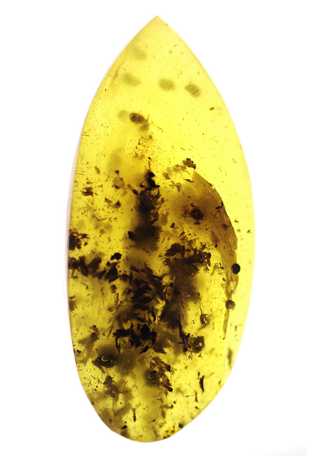 世界最大の琥珀産地、バルト海産の琥珀(Amber)。黒い部分は4000万年前の植物片(その1)