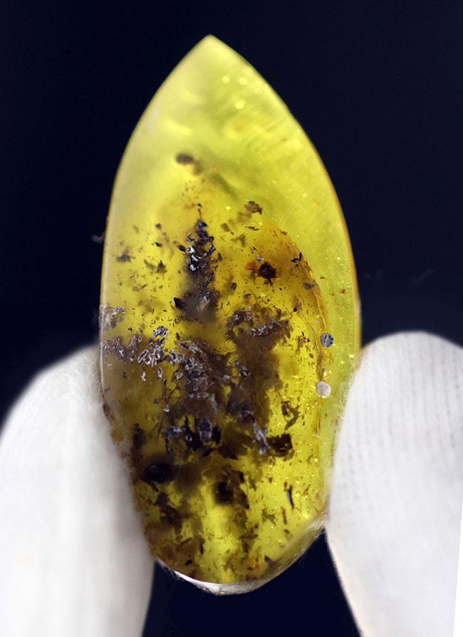 世界最大の琥珀産地、バルト海産の琥珀(Amber)。黒い部分は4000万年前の植物片(その2)