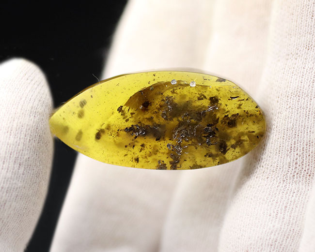 世界最大の琥珀産地、バルト海産の琥珀(Amber)。黒い部分は4000万年前の植物片(その4)