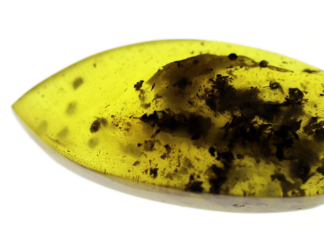 世界最大の琥珀産地、バルト海産の琥珀(Amber)。黒い部分は4000万年前の植物片(その5)