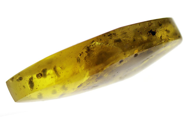 世界最大の琥珀産地、バルト海産の琥珀(Amber)。黒い部分は4000万年前の植物片(その6)