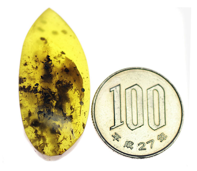 世界最大の琥珀産地、バルト海産の琥珀(Amber)。黒い部分は4000万年前の植物片(その7)