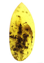世界最大の琥珀産地、バルト海産の琥珀（Amber）。黒い部分は４０００万年前の植物片