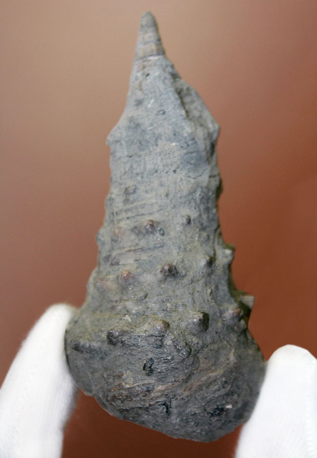 9cm近い大型の個体!絶滅巻き貝ビカリア(Vicarya)(その1)