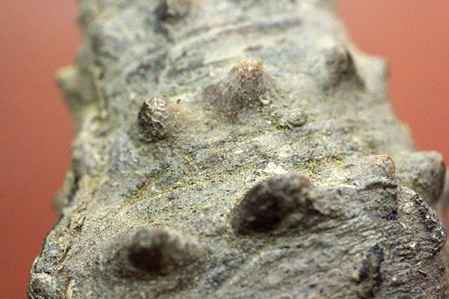 9cm近い大型の個体!絶滅巻き貝ビカリア(Vicarya)(その2)