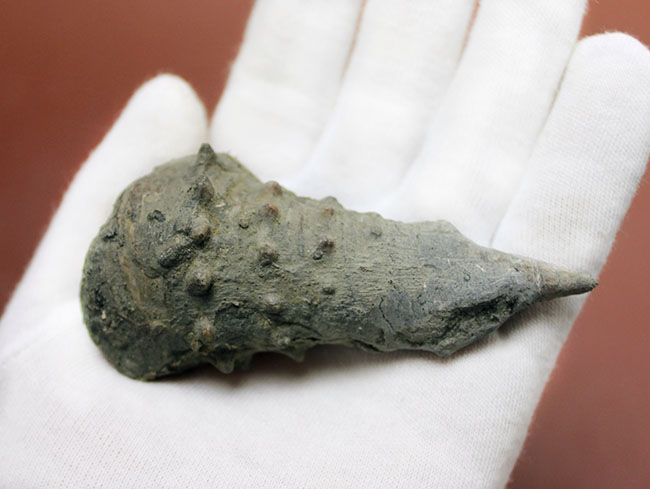 9cm近い大型の個体!絶滅巻き貝ビカリア(Vicarya)(その4)