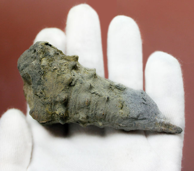 9cm近い大型の個体!絶滅巻き貝ビカリア(Vicarya)(その5)