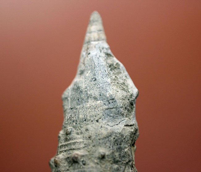 9cm近い大型の個体!絶滅巻き貝ビカリア(Vicarya)(その8)