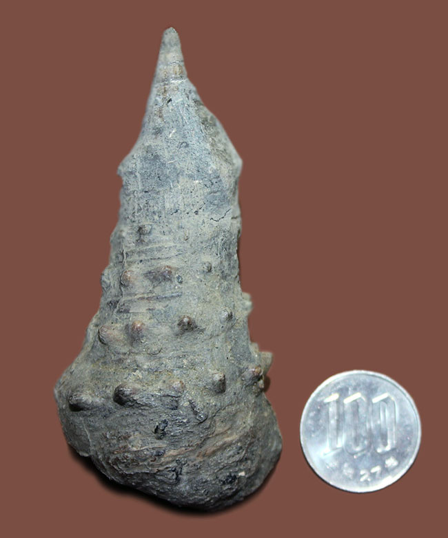 9cm近い大型の個体!絶滅巻き貝ビカリア(Vicarya)(その9)