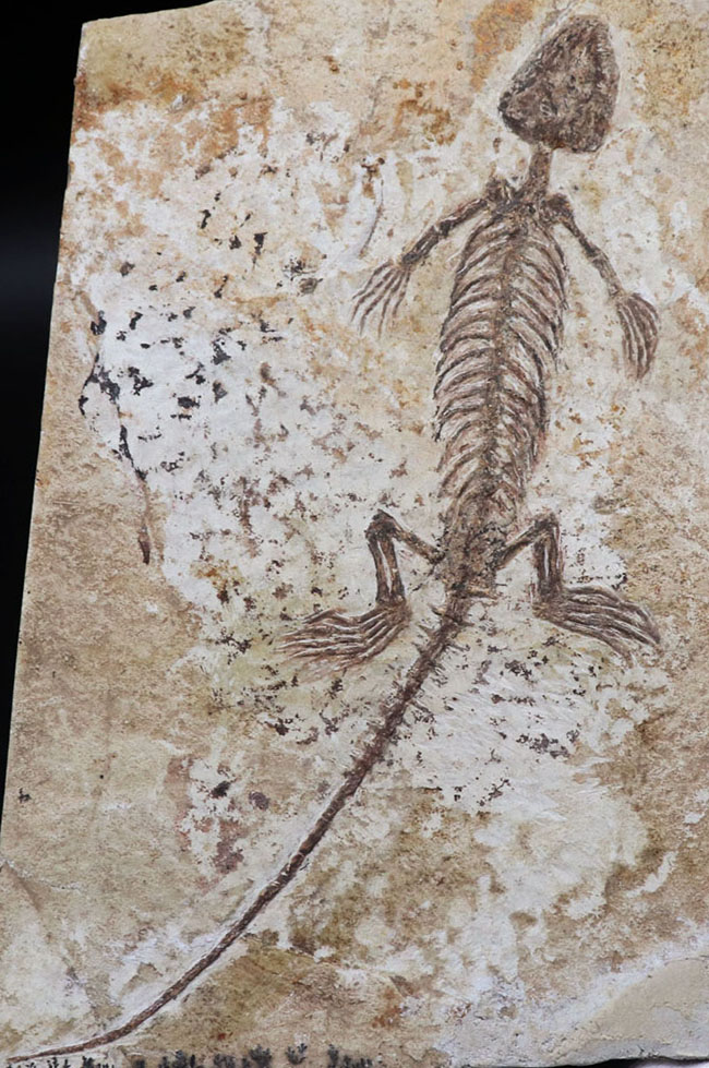 ジ・オールドコレクション！中国遼寧省産の半水生の爬虫類、マンチュロスクス（Manchurosuchus）の全身化石（その1）