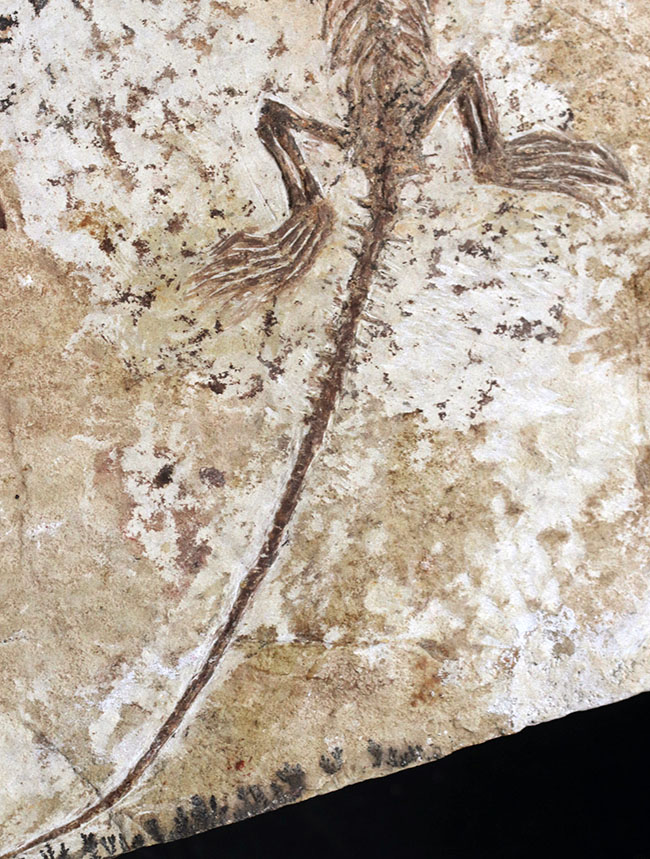 ジ・オールドコレクション！中国遼寧省産の半水生の爬虫類、マンチュロスクス（Manchurosuchus）の全身化石（その12）