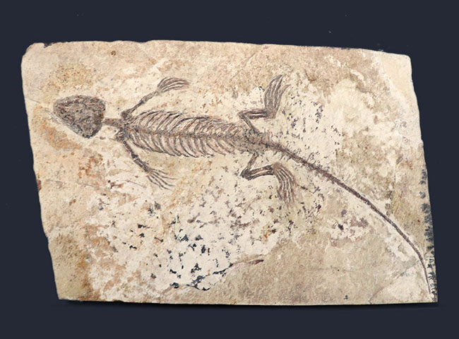 ジ・オールドコレクション！中国遼寧省産の半水生の爬虫類、マンチュロスクス（Manchurosuchus）の全身化石（その3）