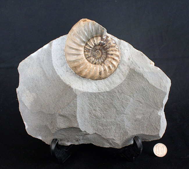 アンモナイト ペリスフィンクテス 化石 本物 69.55mm anp109 レア！母