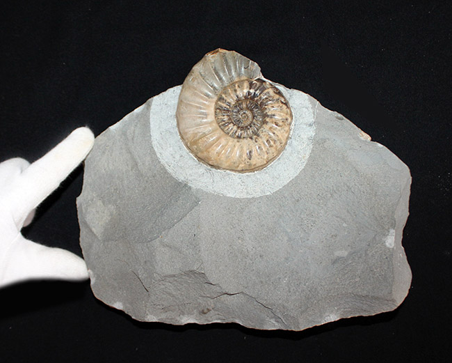 レア!母岩のカッティングに工夫あり、ドイツ産中生代ジュラ紀のアンモナイト、オルソスフィンクテス(Orthosphinctes)(その3)