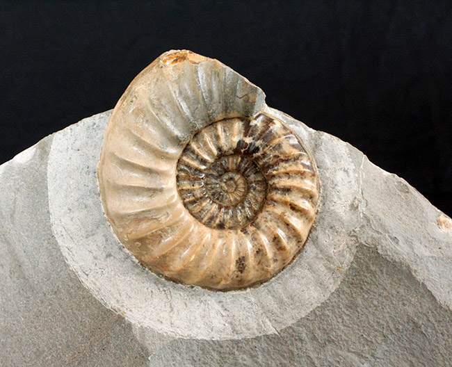 レア！母岩のカッティングに工夫あり、ドイツ産中生代ジュラ紀の