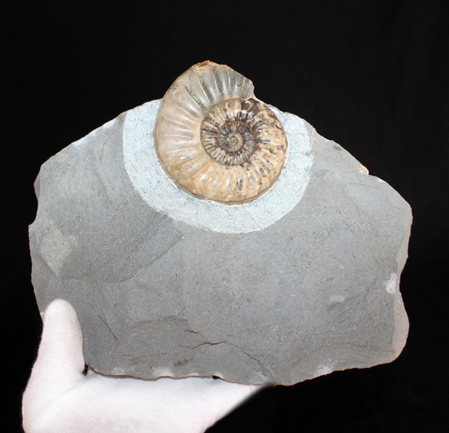 レア!母岩のカッティングに工夫あり、ドイツ産中生代ジュラ紀のアンモナイト、オルソスフィンクテス(Orthosphinctes)(その6)