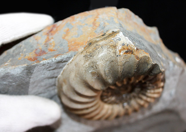 レア！母岩のカッティングに工夫あり、ドイツ産中生代ジュラ紀の