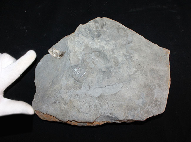 レア!母岩のカッティングに工夫あり、ドイツ産中生代ジュラ紀のアンモナイト、オルソスフィンクテス(Orthosphinctes)(その8)