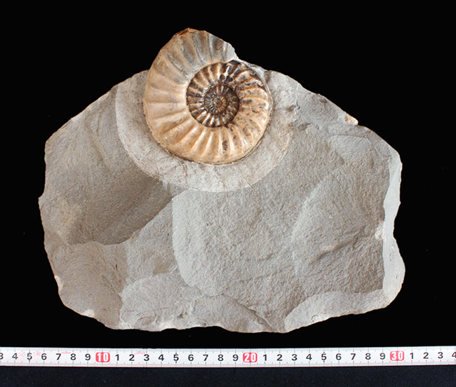 レア！母岩のカッティングに工夫あり、ドイツ産中生代ジュラ紀の