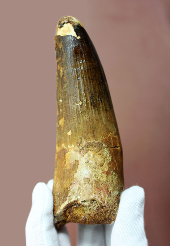 破格の136g!全長と周長がほぼ同じ!スピノサウルスの類まれな極太歯化石。(その1)